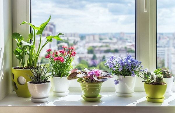trang trí cửa sổ bằng cây xanh đẹp nhất