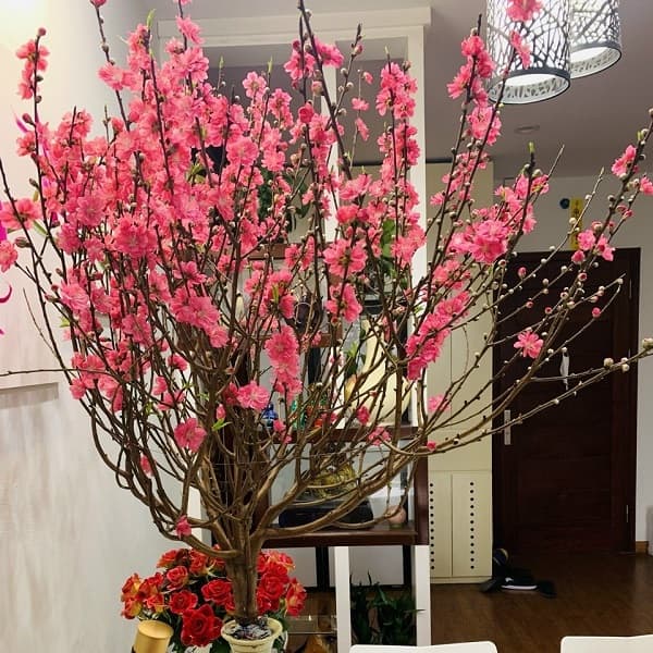 hoa mai và hoa đào để trang trí cho phòng khách